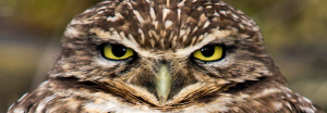 Burrowing Owl